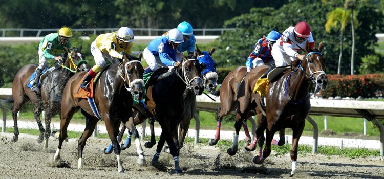 Camarero is the island’s only horse racing track located 15 minutes from the Isla Verde hotel sector and a 20 minute drive from San Juan taking Route 66.